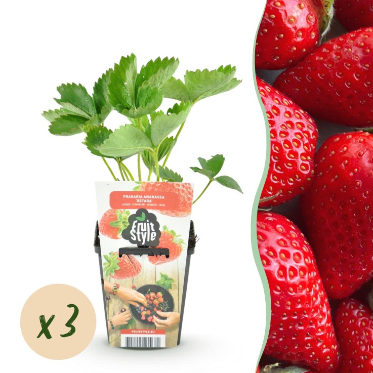 Fraisier Fragaria Elvira x3