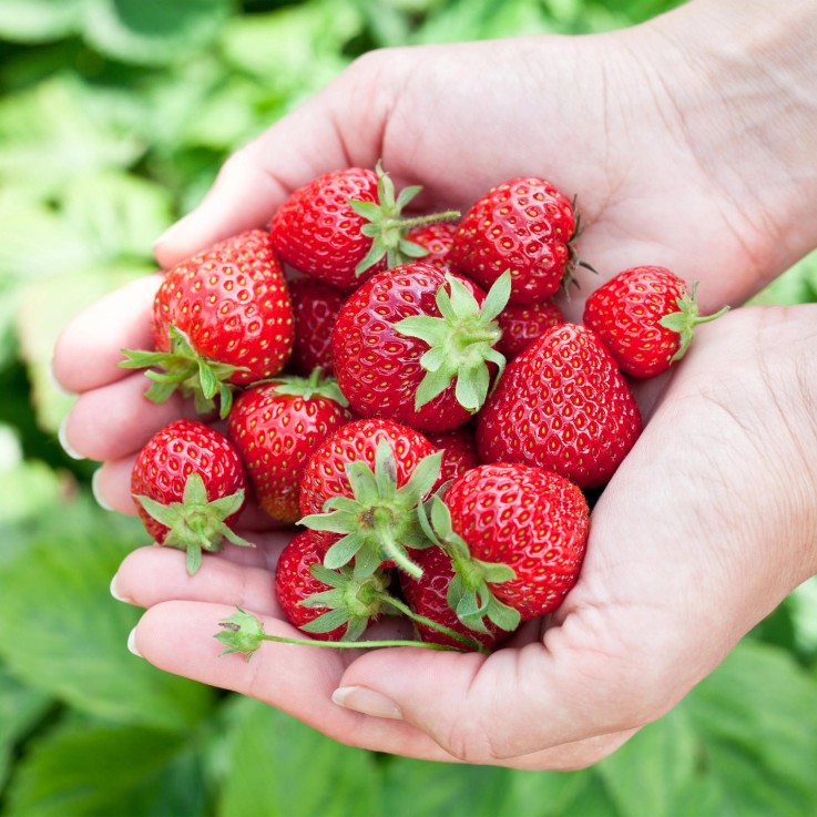 Fraisier Fragaria Elvira x3