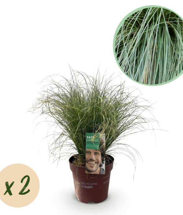 Carex comans Frosted Curls x2