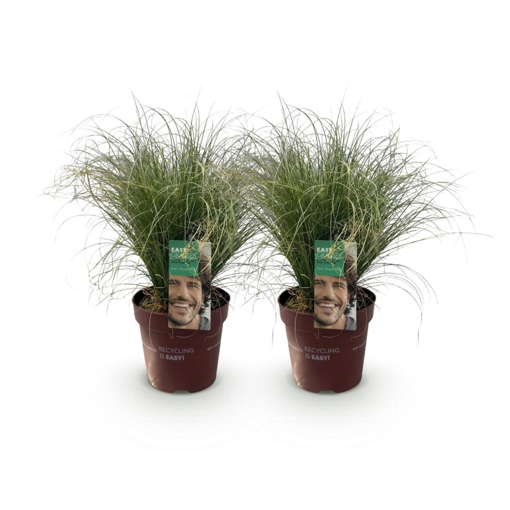 Carex comans Frosted Curls x2