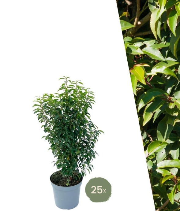 Laurier portugais x25