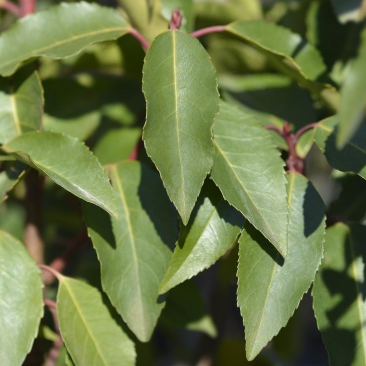 Laurier portugais x25