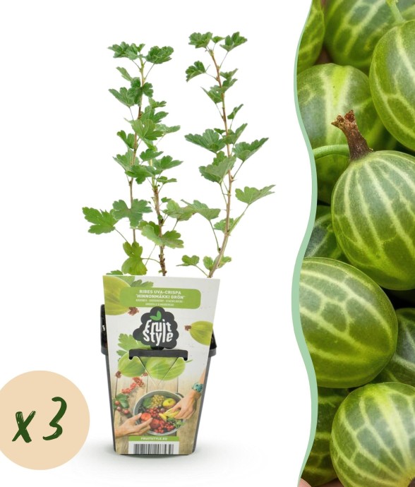 Groseillier à maquereau...