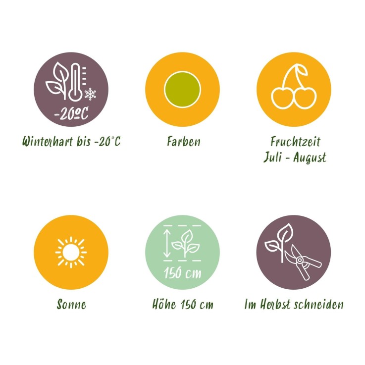 Groseillier à maquereau Hinnonmäki Grün x3