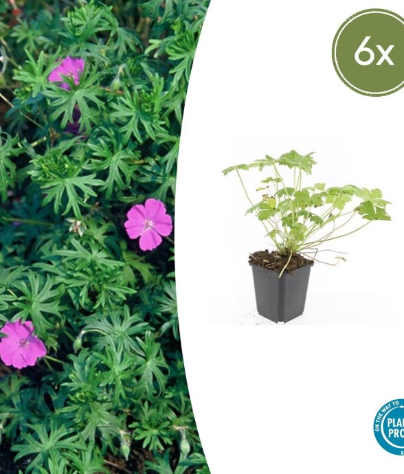 Géranium vivace 'Tiny...