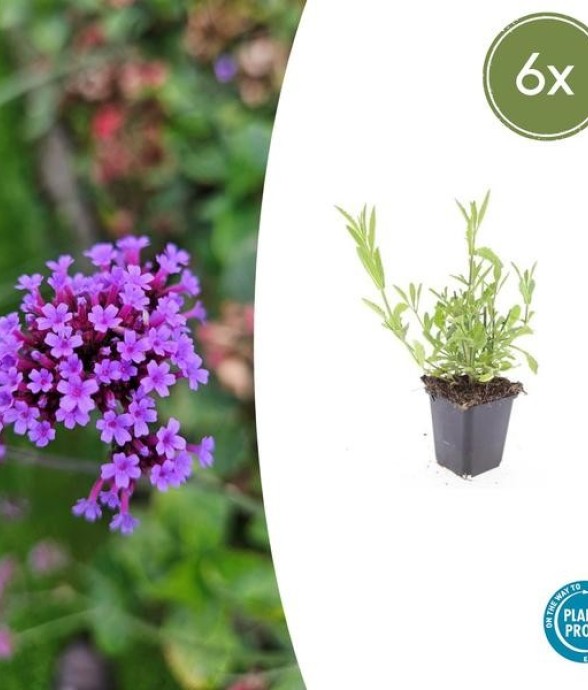 Verveine de Buenos Aires -  12