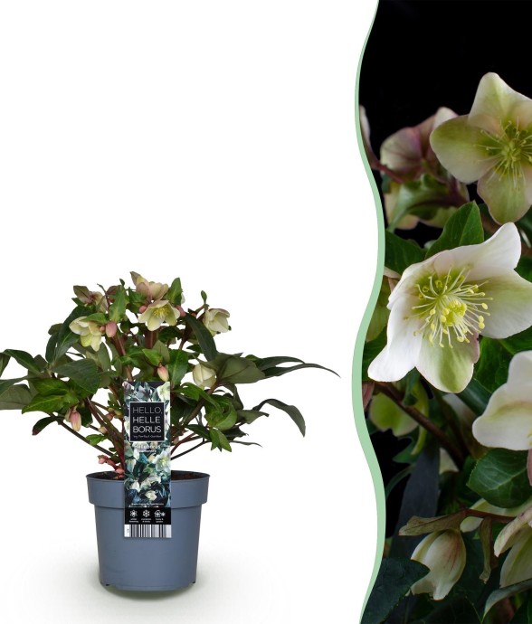 Hellébore Diamfire en pot
