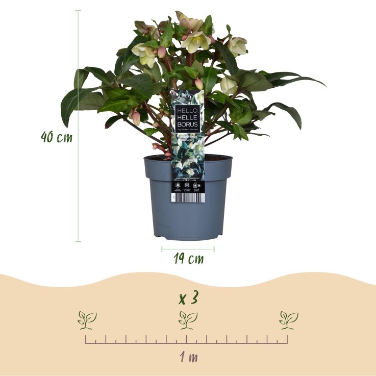 Hellébore Diamfire en pot