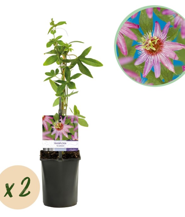 Passiflore Anastasia x2