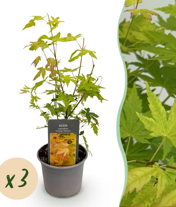 Erable Orange Dream x3