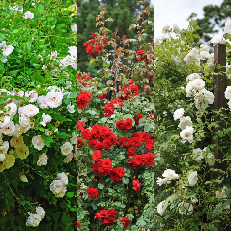 Rosier Rosa Tricolour x3