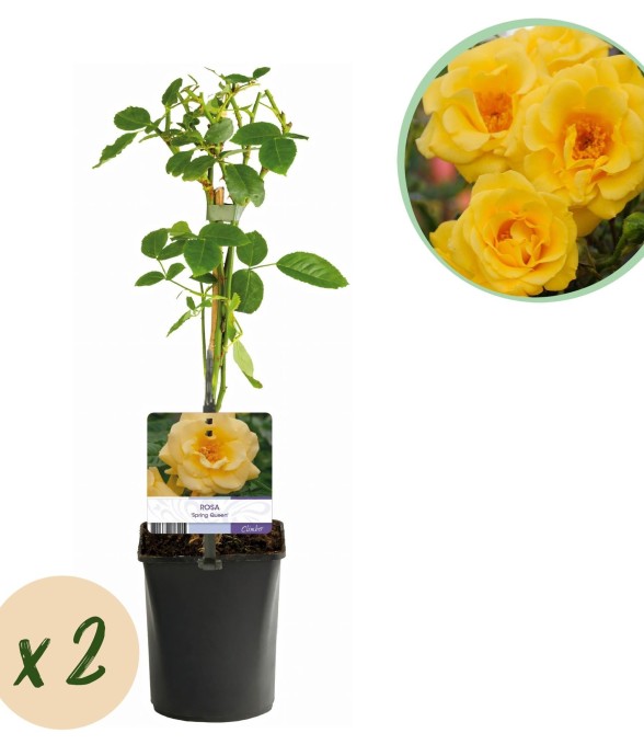 Rosier grimpant Spring...