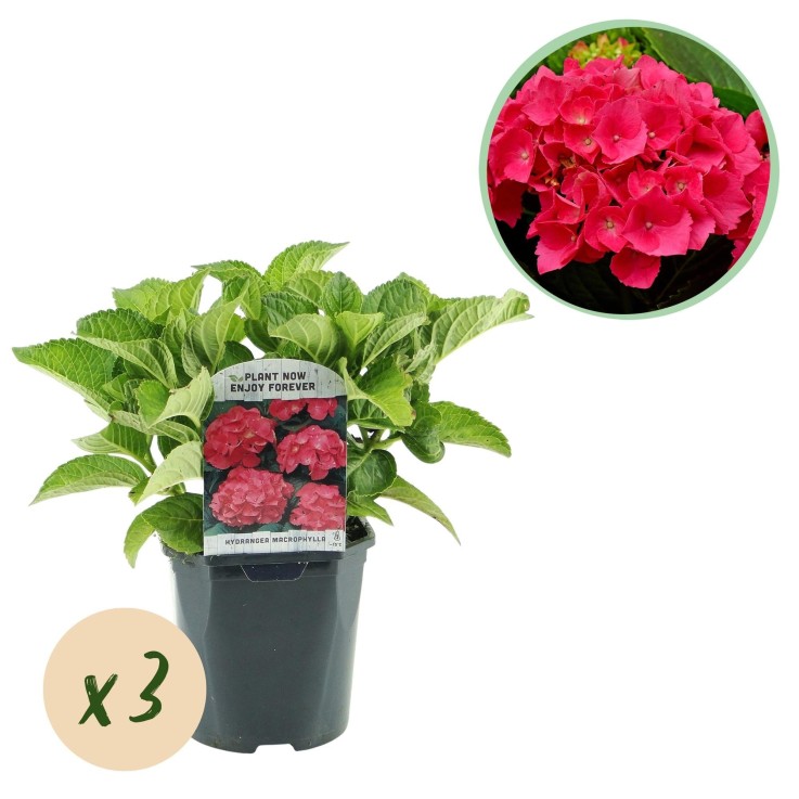 Hortensia rouge x3