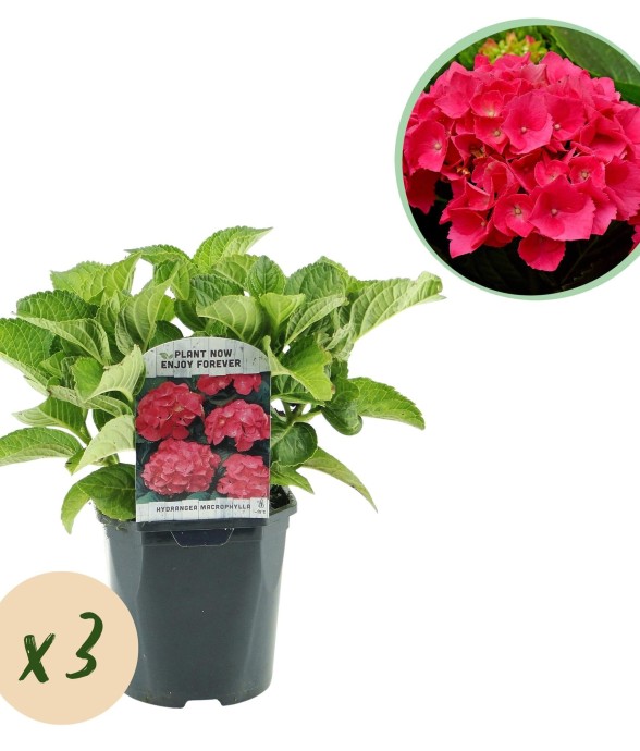 Hortensia rouge x3