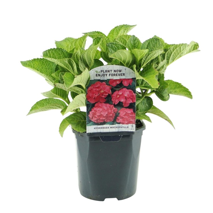 Hortensia rouge x3