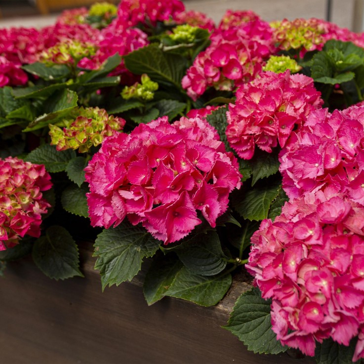 Hortensia rouge x3
