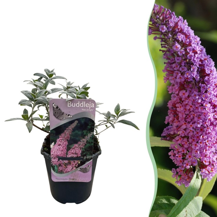 Buddleja Arbre à papillon