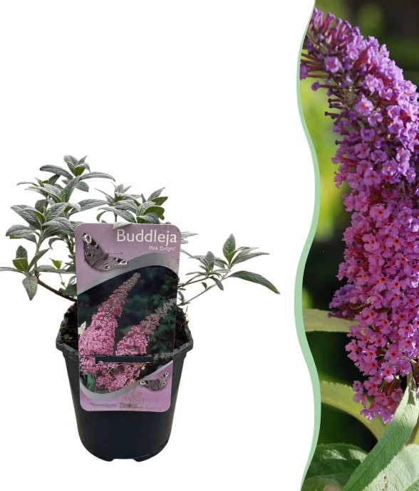 Buddleja Arbre à papillon