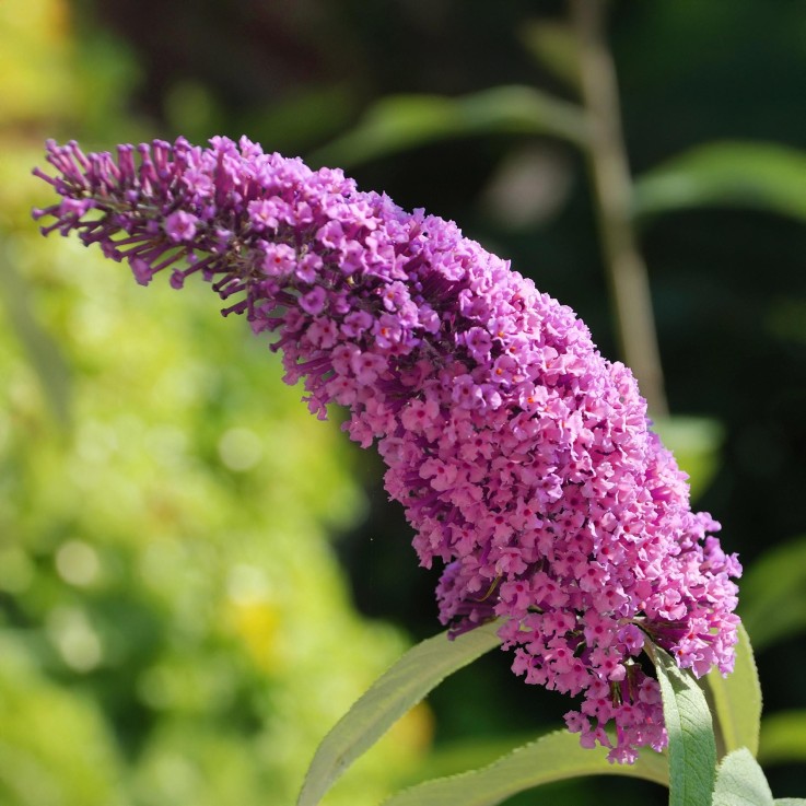 Buddleja Arbre à papillon