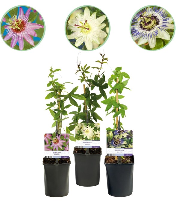 Passiflore Tricolore x3