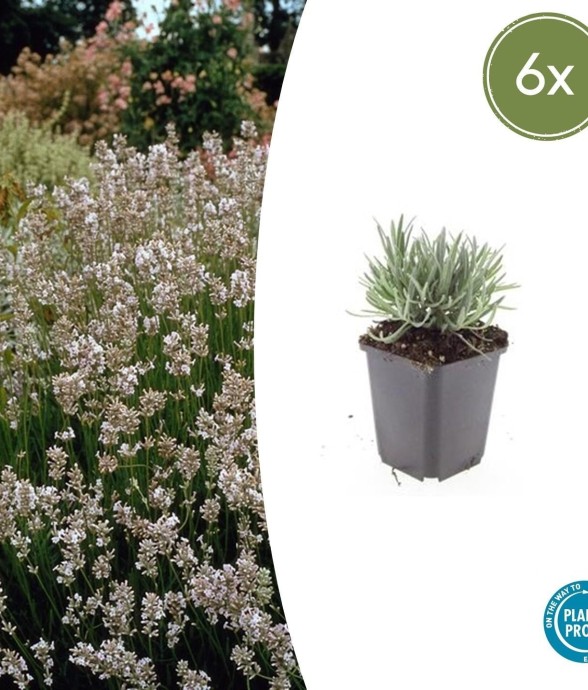 Lavande vraie blanche...