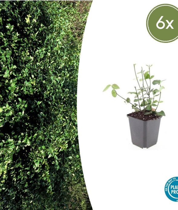 Fusain de Fortune...