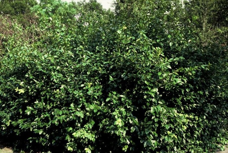 Fusain de Fortune 'Coloratus' -  6