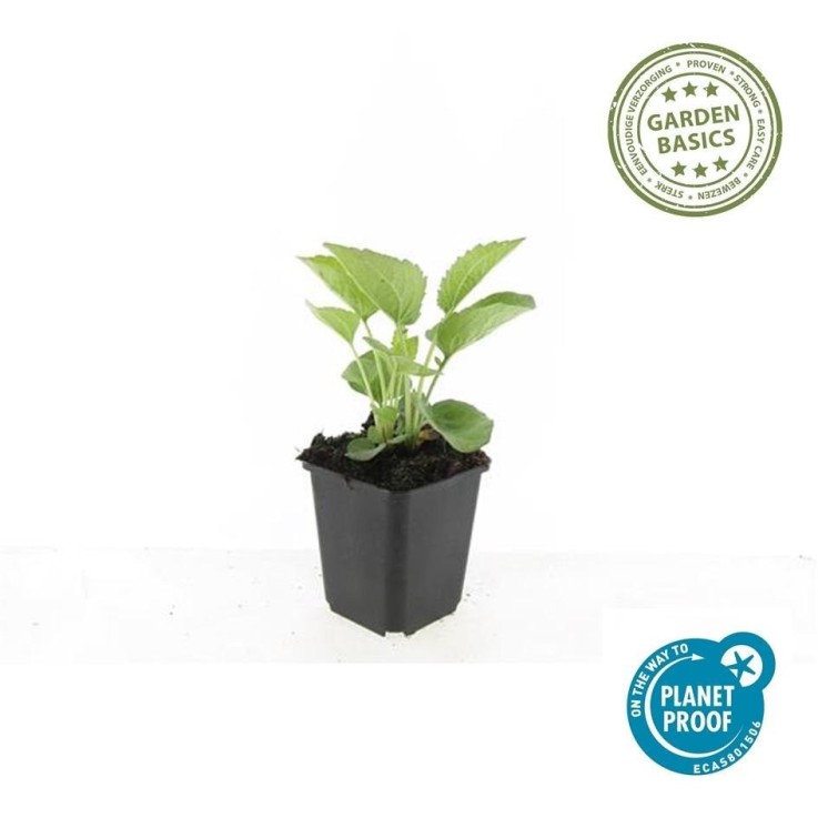 Échinacée 'Magnus' -  60