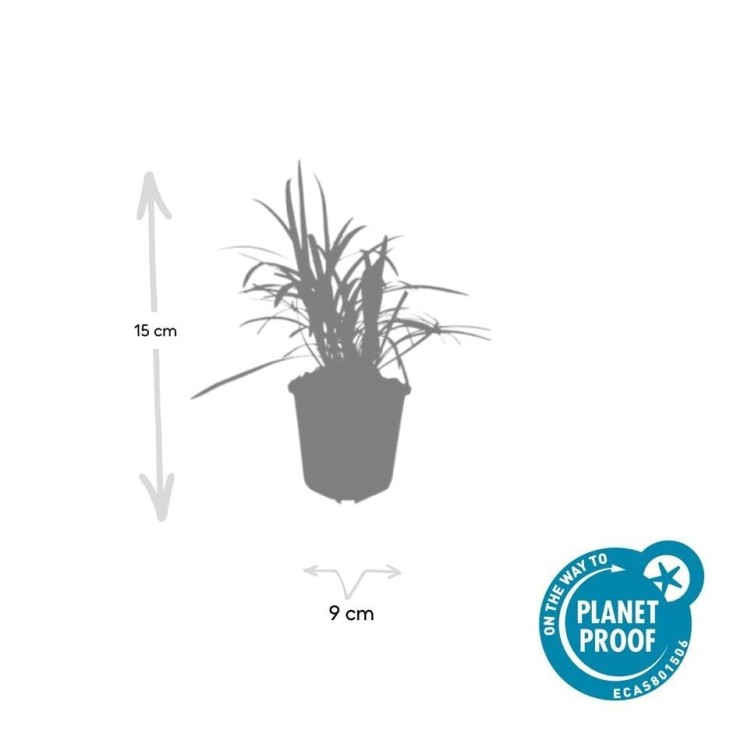 Ophiopogon - Herbe aux Turquoises 'Monroe White' -  6