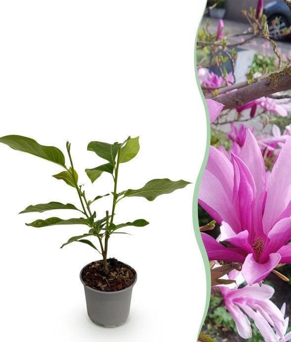 Magnolia Susan x1