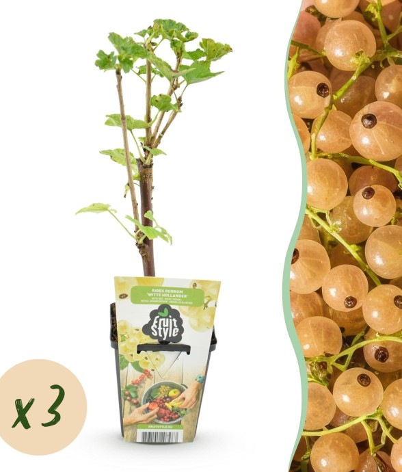 Groseillier Witte Hollander x3