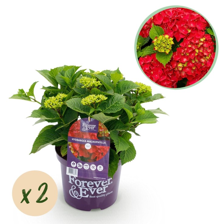 Hortensia Rouge en pot