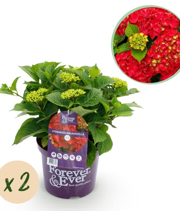 Hortensia Rouge en pot