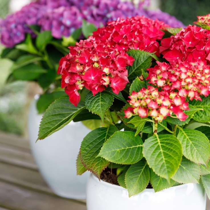 Hortensia Rouge en pot