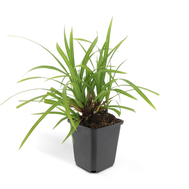 Carex laîche morrowii 'Irish Green' -  60