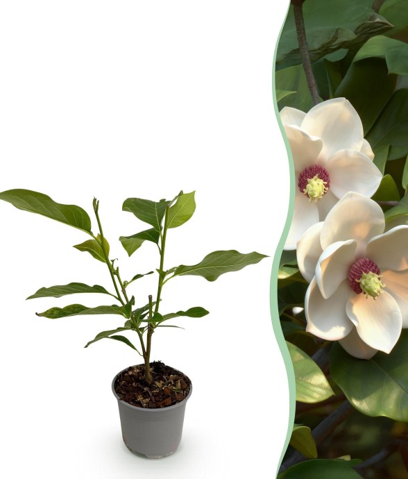 Magnolia sieboldii x1