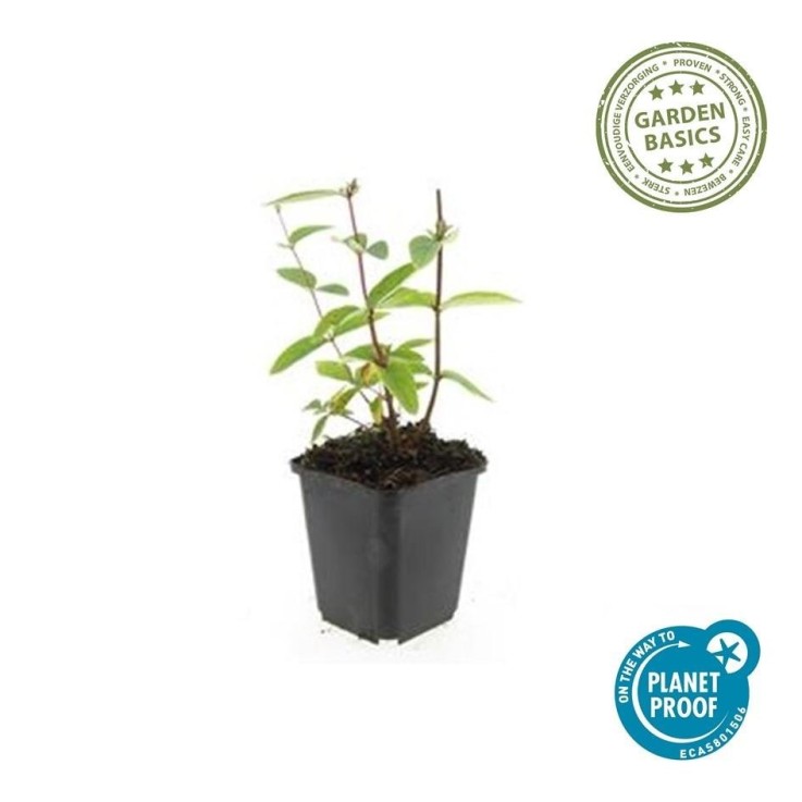 Millepertuis inodore 'Annebel' -  12