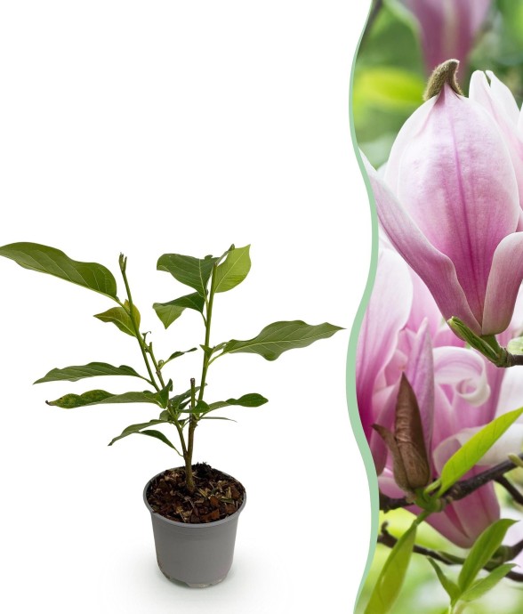 Magnolia George Henry Kern...