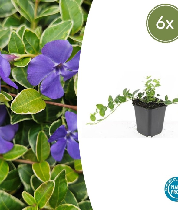 Petite Pervenche 'Ralph...