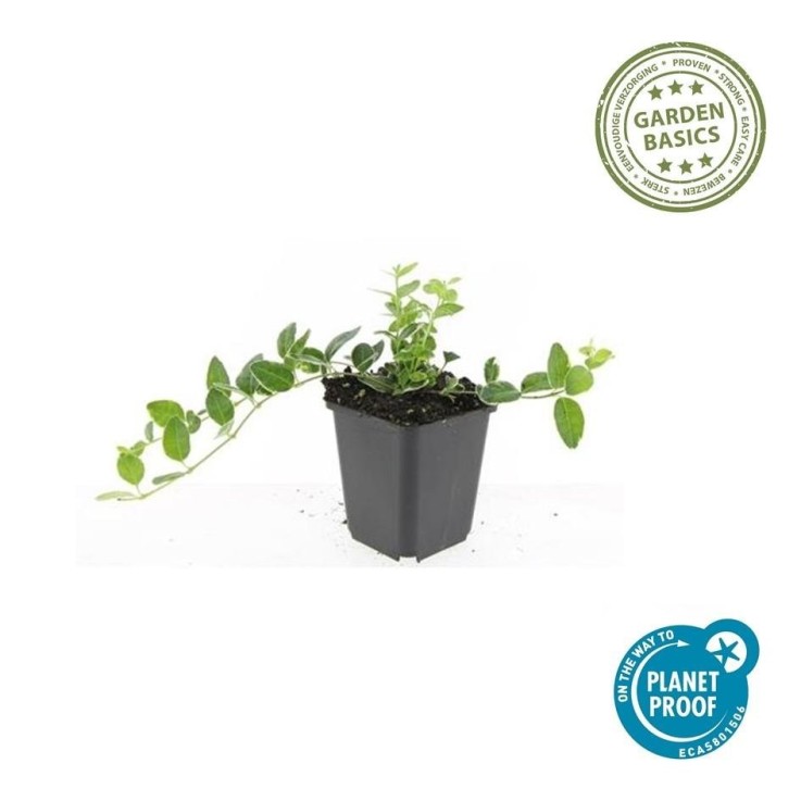 Petite Pervenche 'Ralph Shugert' -  60