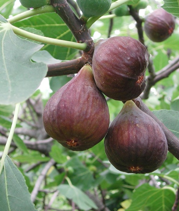Figuier Bio -  3