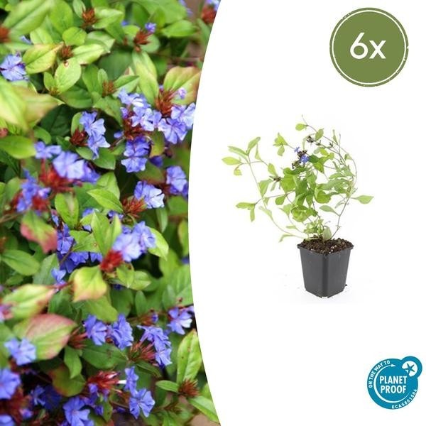 Plumbago de Chine -  6