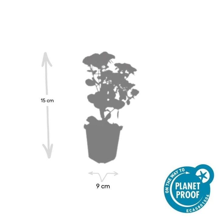 Orpin 'Herbstfreude' -  6