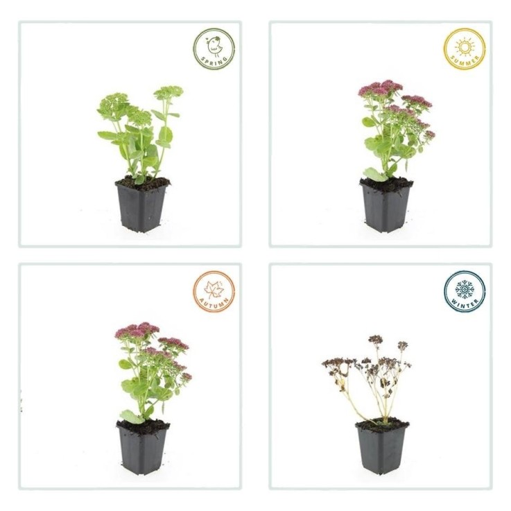 Orpin 'Herbstfreude' -  6