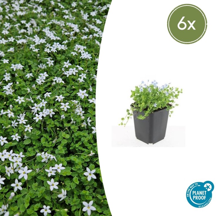 Isotoma fluviatilis 'Alba' -  60