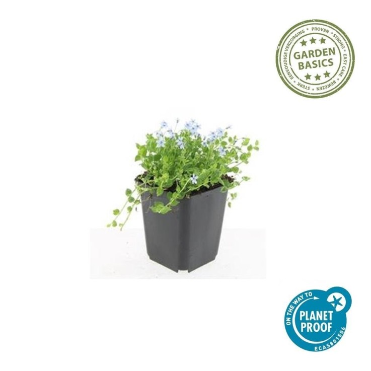 Isotoma fluviatilis 'Alba' -  60