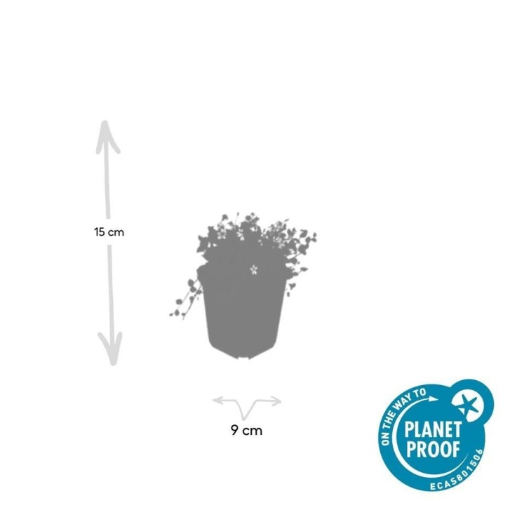 Isotoma fluviatilis 'Alba' -  60