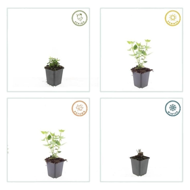 Agastache 'Blue Fortune' -  6