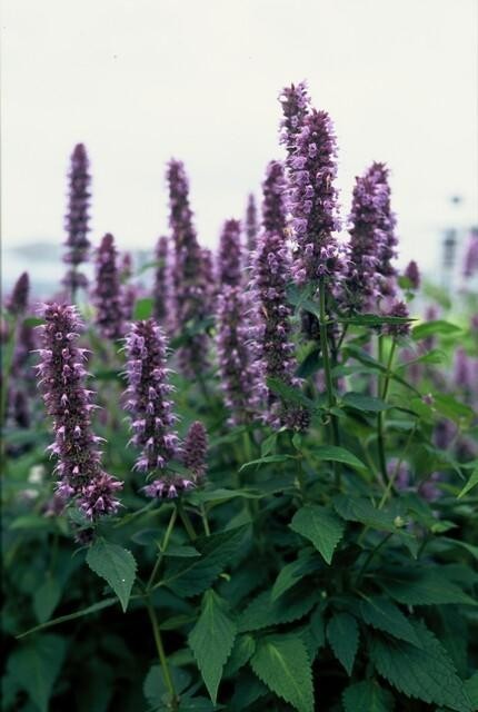 Agastache 'Blue Fortune' -  6