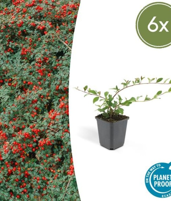 Cotonéaster de Dammer...